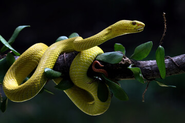 Yellow White-lipped Pit Viper on a branch, Trimeresurus insularis