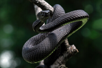 mangrove pit viper on a branch, Trimeresurus purpureomaculatus