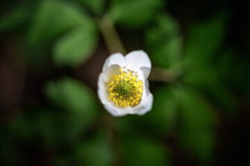 Draufsicht auf eine einzelne, sich &ouml;ffnende wei&szlig;e Wald-Anemone mit gelber Mitte vor dunklem, unscharfem Gr&uuml;n