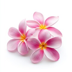 Fototapeta premium Three pink plumeria flowers with yellow centers on a white background