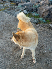 Overhead photo of stray tan shiba inu dog standing outdoors and looking to the right.