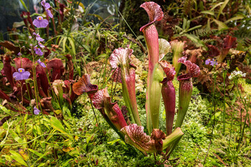 Insectivorous plants Sarracenia purpurea and Utricularia longifolia in the greenhouse of the botanical garden