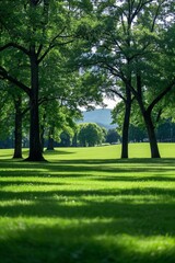 Fototapeta premium trees in a park with a green field and a person walking