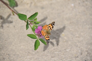 Vanessa cardui butterfly species