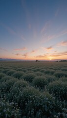 Fototapeta premium Serene Sunset Over Blooming Fields in Soft Evening Light