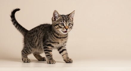 Obraz premium Playful kitten exploring against a soft beige background 