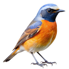 Obraz premium redstart PNG, transparent background