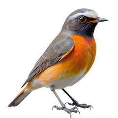 Fototapeta premium redstart PNG, transparent background