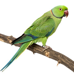 ring necked parakeet PNG, transparent background