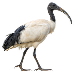 Fototapeta premium sacred ibis PNG, transparent background