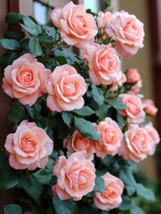 Peach Roses Blooming on the Vine in an Abundance of Petals and Verdant Foliage in Full Bloom
