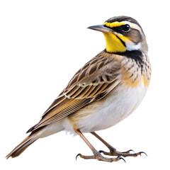 Obraz premium shore lark PNG, transparent background