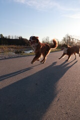 Naklejka premium Two dogs running on a road with a blue sky in the background
