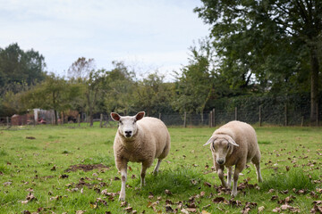 Obraz premium Two sheep stand calmly on grassy terrain amidst scattered leaves. Background: trees, fences, tranquility of rural life.