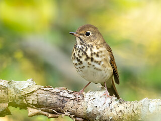 A close up front view of a Hermit Thrush perched on a small branch with peeling bark