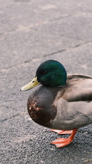 Fototapeta premium duck on the water