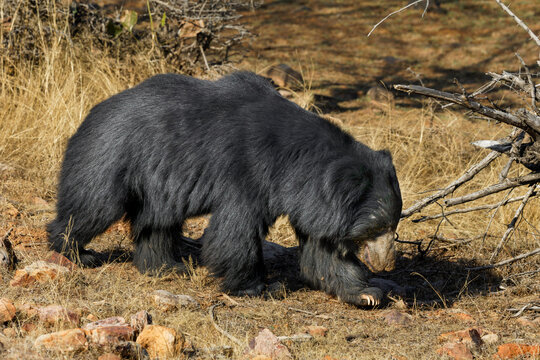 Sloth bear 