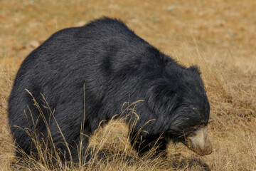 Sloth bear 