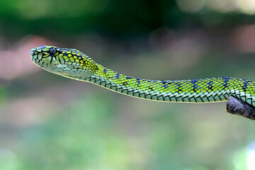 Trimeresurus sumatranus, pt viper snakes on the branch