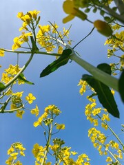 yellow flowers on blue sky