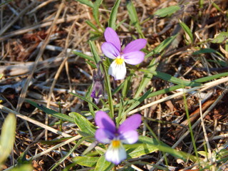 spring crocus flowers
