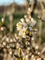 apple tree blossom