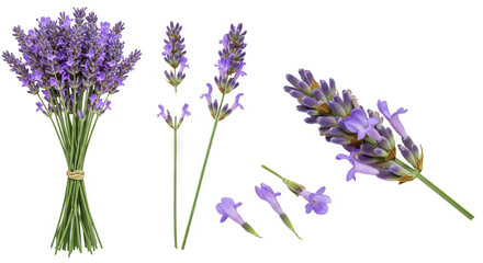 Naklejka premium Isolated lavender flowers with purple blossoms on a white background evoke summer and nature's beauty