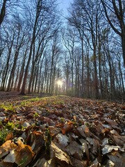 autumn in the forest