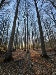 forest in autumn