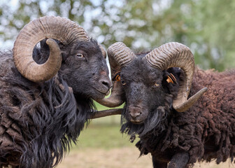 Naklejka premium Two Ouessant sheep, small and hardy, stand close with their curved horns nearly touching in a natural setting. Their black wool contrasts beautifully with the blurred outdoor background.