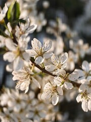 apple tree blossom