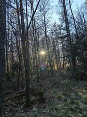 morning in the forest