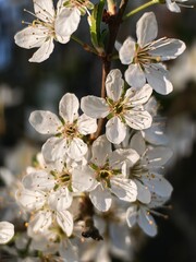 apple tree blossom