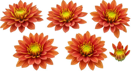 flowers, pink, yellow, gerbera, daisy, bouquet, spring, isolated, white, blossom, beautiful, floral, nature, vibrant, bright, fresh, bloom, celebration, gift, love, petals, studio, plant, romantic, ha