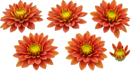 flowers, pink, yellow, gerbera, daisy, bouquet, spring, isolated, white, blossom, beautiful, floral, nature, vibrant, bright, fresh, bloom, celebration, gift, love, petals, studio, plant, romantic, ha