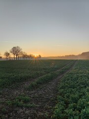 sunset over the field