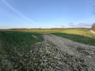 field of lavender