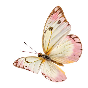 Fototapeta butterfly isolated on white