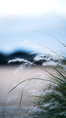 Delicate White Grass Blowing Gently in the Soft Light