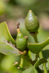 Two green lemons ripening on the lemon tree. The one in the foreground is barely 3 millimeters across, and the one in the background, out of focus, is 5 millimeters across.
