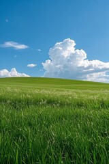 Obraz premium grassy field with a blue sky and clouds in the background