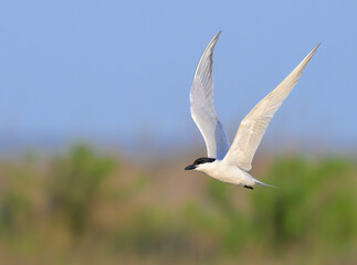 Sandwich tern (Thalasseus sandvicensis) flying over tidal marsh during spring migration, Galveston, Texas, USA