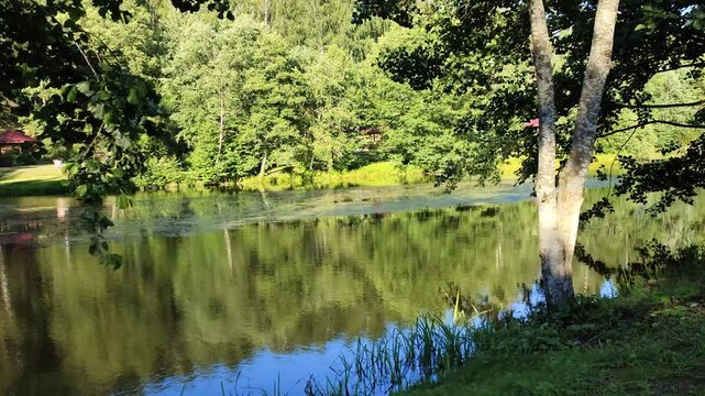 There are alder trees growing on the grassy shore of the lake. On the opposite shore there is a gazebo and birch and other trees. The wind is ruffling the branches with leaves. Sunny summer weather