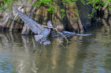 Little blue heron (Egretta caerulea) flying with a stick to use it as a nesting material, Houston area, Texas, USA