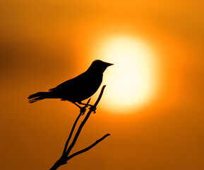 Red-winged blackbird (Agelaius phoeniceus) male perching at sunrise against the rising sun in...