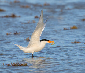Royal tern (Thalasseus maximus) taking off with a caught crab in the beak, Galveston, Texas, USA.