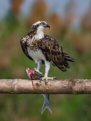 Image of an Osprey