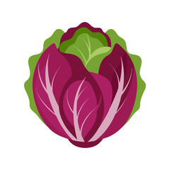 Radicchio vegetable vector illustration