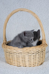 Gatitos metidos en una cesta. Ideal para conceptos de ternura, mascotas y animales domésticos.