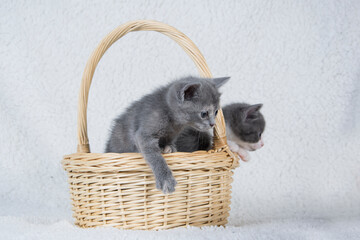 Gatitos metidos en una cesta. Ideal para conceptos de ternura, mascotas y animales domésticos.